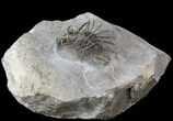 Spine-On-Spine Koneprusia Trilobite - Spectacular #40349-4